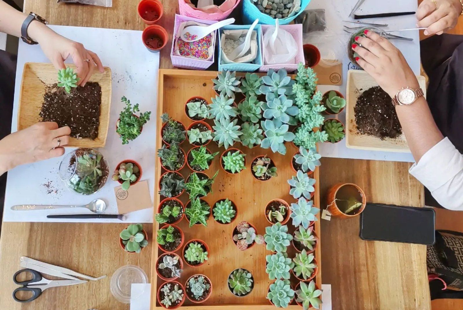 A Day as a Mini Garden Creator