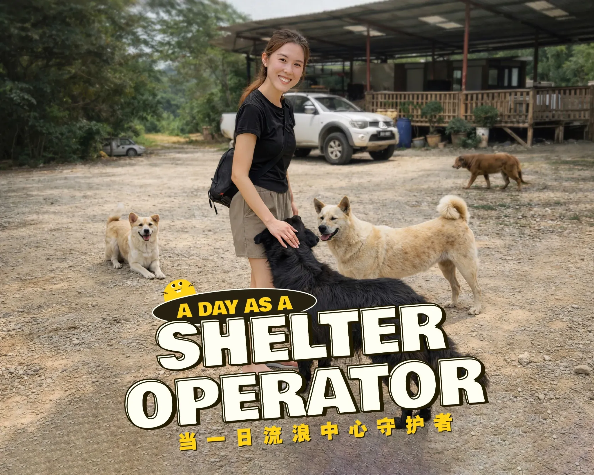 A Day as an Animal Shelter Operator