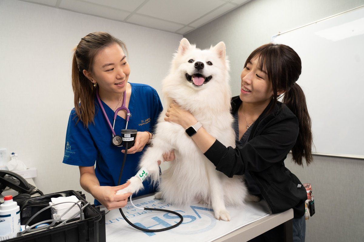 Discover What Vets Really Do