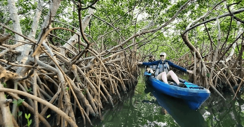Mangrove Kayak Exploration
